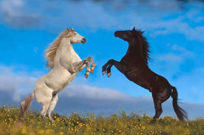 Quater horses.jpg